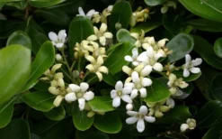 Green Pittosporum (Japanese Mock Orange) - 3 Gallon Pot -Cheap Green Garden Store pittosporum20green203
