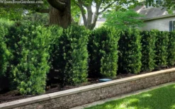 Maki Podocarpus Columnar Yew - 3 Gallon Pot 13 Maki Podocarpus Columnar Yew - 3 Gallon Pot -Cheap Green Garden Store podocarpus macrophyllus maki 102