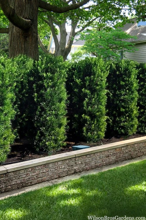 Maki Podocarpus Columnar Yew - 3 Gallon Pot 5 Maki Podocarpus Columnar Yew - 3 Gallon Pot - Image 5