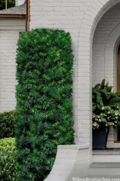 Maki Podocarpus Columnar Yew - 3 Gallon Pot