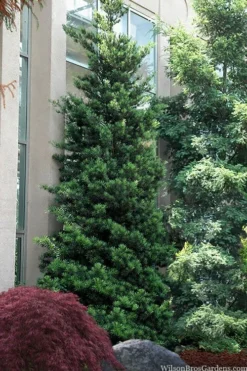 Podocarpus Macrophyllus Upright Yew - 7 Gallon Pot (4-5')