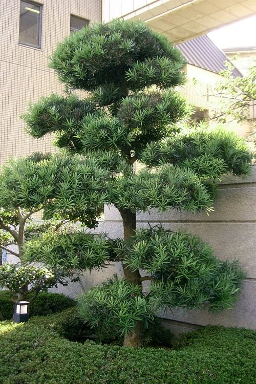 Podocarpus Macrophyllus Upright Yew - 7 Gallon Pot (3-4') 6 Podocarpus Macrophyllus Upright Yew - 7 Gallon Pot (3-4') - Image 6