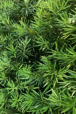 Podocarpus Macrophyllus Upright Yew - 7 Gallon Pot (4-5') -Cheap Green Garden Store podocarpus macrophyllus upright yew 106