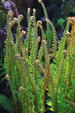 Western Sword Fern (Polystichum Munitum) - 1 Gallon Pot -Cheap Green Garden Store polystichum munitum western sword fern 10