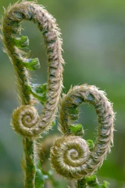 Western Sword Fern (Polystichum Munitum) - 1 Gallon Pot -Cheap Green Garden Store polystichum munitum western sword fern 2