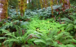 Western Sword Fern (Polystichum Munitum) - 1 Gallon Pot -Cheap Green Garden Store polystichum munitum western sword fern 20