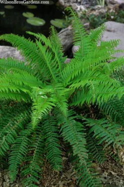 Western Sword Fern (Polystichum Munitum) - 1 Gallon Pot -Cheap Green Garden Store polystichum munitum western sword fern 4