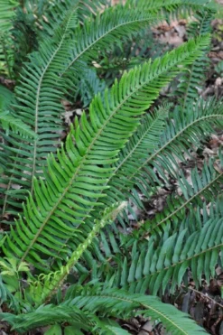 Western Sword Fern (Polystichum Munitum) - 1 Gallon Pot -Cheap Green Garden Store polystichum munitum western sword fern 5