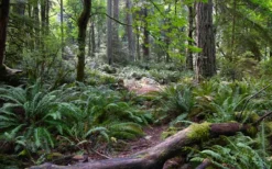 Western Sword Fern (Polystichum Munitum) - 1 Gallon Pot -Cheap Green Garden Store polystichum munitum western sword fern 9