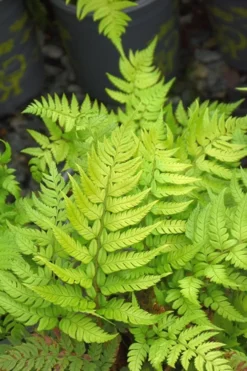 Korean Rock Fern - 6 Pack Of 1 Gallon Pots -Cheap Green Garden Store polystichum tsus simense korean rock fern 4