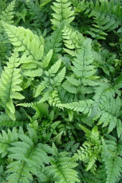 Korean Rock Fern - 1 Gallon Pot -Cheap Green Garden Store polystichum tsus simense korean rock fern 5 1