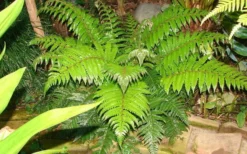Korean Rock Fern - 6 Pack Of 1 Gallon Pots -Cheap Green Garden Store polystichum tsus simense korean rock fern 6