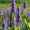 Heartleaf Purple Pickerel Weed (Pontaderia Cordata) - 6 Pack Of 1 Gallon Pot
