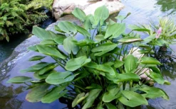 Heartleaf Purple Pickerel Weed (Pontaderia Cordata) - 1 Gallon Pot -Cheap Green Garden Store pontederia cordata pickerel weed 3