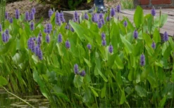 Heartleaf Purple Pickerel Weed (Pontaderia Cordata) - 1 Gallon Pot -Cheap Green Garden Store pontederia cordata pickerel weed 4