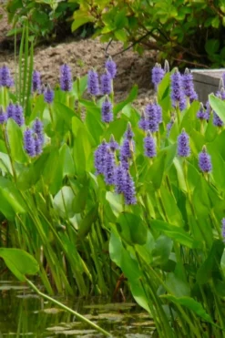 Heartleaf Purple Pickerel Weed (Pontaderia Cordata) - 6 Pack Of 1 Gallon Pot -Cheap Green Garden Store pontederia cordata pickerel weed 5 2
