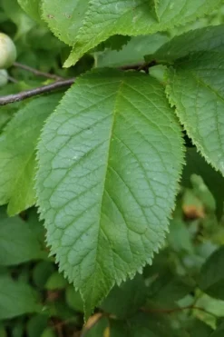 American Wild Plum Tree (Prunus Americana) - 3 Gallon Pot -Cheap Green Garden Store prunus americana american wild plum tree 10