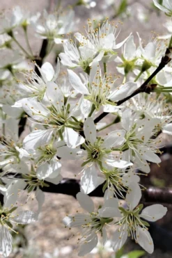 American Wild Plum Tree (Prunus Americana) - 3 Gallon Pot -Cheap Green Garden Store prunus americana american wild plum tree 5