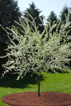 American Wild Plum Tree (Prunus Americana) - 3 Gallon Pot -Cheap Green Garden Store prunus americana american wild plum tree 9