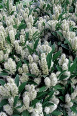 Otto Luyken English Laurel (Prunus Laurocersasus) - 1 Gallon Pot -Cheap Green Garden Store prunus laurocerasus otto luyken laurel 1