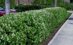 Otto Luyken English Laurel (Prunus Laurocersasus) - 1 Gallon Pot -Cheap Green Garden Store prunus laurocerasus otto luyken laurel 4