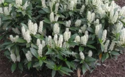 Zabel Laurel (Prunus Laurocersasus 'Zabeliana') - 6 Pack Of 1 Gallon Pots -Cheap Green Garden Store prunus laurocerasus zabeliana zabel cherry laurel 1 1