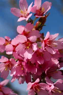 Okame Pink Flowering Cherry Tree - 3 Gallon Pot -Cheap Green Garden Store prunus okame flowering cherry 6