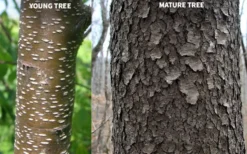 Wild Black Cherry Tree - 3 Gallon Pot -Cheap Green Garden Store prunus serotina wild black cherry tree 10 1