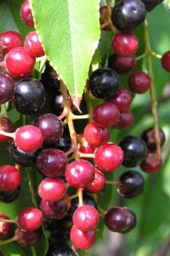 Wild Black Cherry Tree - 3 Gallon Pot -Cheap Green Garden Store prunus serotina wild black cherry tree 4 1