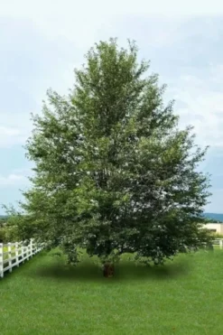 Wild Black Cherry Tree - 3 Gallon Pot -Cheap Green Garden Store prunus serotina wild black cherry tree 7 1