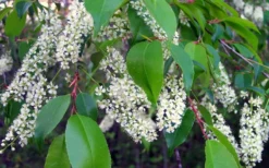 Wild Black Cherry Tree - 3 Pack Of 1.5 Quart Pots -Cheap Green Garden Store prunus serotina wild black cherry tree 8