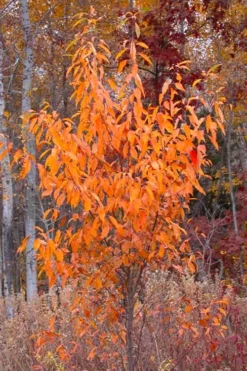 Wild Black Cherry Tree - 3 Pack Of 1.5 Quart Pots -Cheap Green Garden Store prunus serotina wild black cherry tree 9