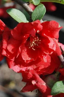 Iwai Nishiki Red Flowering Quince - 1 Gallon Pot -Cheap Green Garden Store quince iwai nishiki