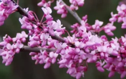 Eastern Redbud - 5 Gallon Pot -Cheap Green Garden Store redbud Eastern Tree Flowers