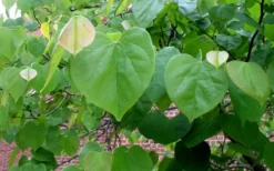 Eastern Redbud - 5 Gallon Pot -Cheap Green Garden Store redbud Eastern Tree Leaves Foliage