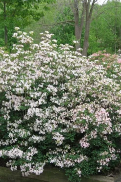 Coastal Azalea (Rhododendron Atlanticum) - 1 Gallon Pot -Cheap Green Garden Store rhododendron atlanticum coastal azalea 1