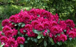 Besse Howells Rhododendron - 3 Gallon Pot -Cheap Green Garden Store rhododendron besse howells 6