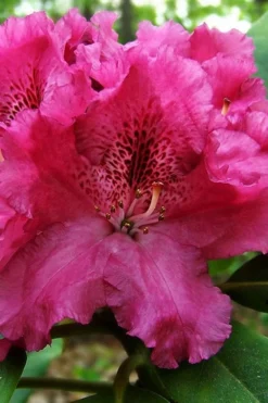 Besse Howells Rhododendron - 3 Gallon Pot -Cheap Green Garden Store rhododendron bessie howells 100
