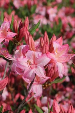 Candy Lights Cold Hardy Azalea (Rhododendron) - 3 Gallon Pot -Cheap Green Garden Store rhododendron candy lights azalea 10