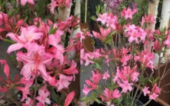 Candy Lights Cold Hardy Azalea (Rhododendron) - 3 Gallon Pot -Cheap Green Garden Store rhododendron candy lights azalea 11