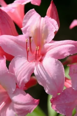 Candy Lights Cold Hardy Azalea (Rhododendron) - 3 Gallon Pot -Cheap Green Garden Store rhododendron candy lights azalea 7