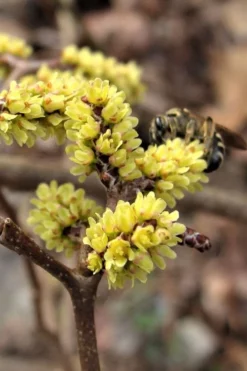 Fragrant Sumac (Rhus Aromatica) - 1 Gallon Pot -Cheap Green Garden Store rhus aromatica fragrant sumac 2