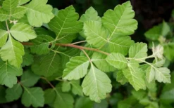 Fragrant Sumac (Rhus Aromatica) - 1 Gallon Pot -Cheap Green Garden Store rhus aromatica fragrant sumac 5