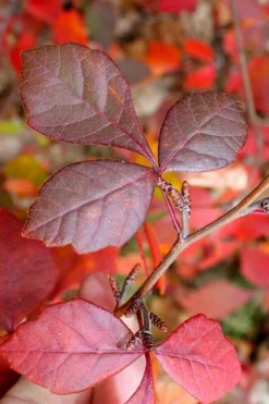 Fragrant Sumac (Rhus Aromatica) - 1 Gallon Pot -Cheap Green Garden Store rhus aromatica fragrant sumac 8