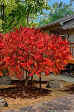 Staghorn Sumac (Rhus Typhina) - 1 Gallon Pot -Cheap Green Garden Store rhus typhina staghorn sumac 10
