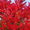 Staghorn Sumac (Rhus Typhina) - 1 Gallon Pot