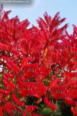 Staghorn Sumac (Rhus Typhina) - 1 Gallon Pot