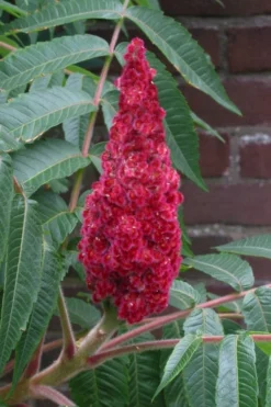 Staghorn Sumac (Rhus Typhina) - 1 Gallon Pot -Cheap Green Garden Store rhus typhina staghorn sumac 2