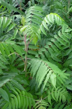 Staghorn Sumac (Rhus Typhina) - 1 Gallon Pot -Cheap Green Garden Store rhus typhina staghorn sumac 3