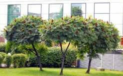 Staghorn Sumac (Rhus Typhina) - 1 Gallon Pot -Cheap Green Garden Store rhus typhina staghorn sumac 5